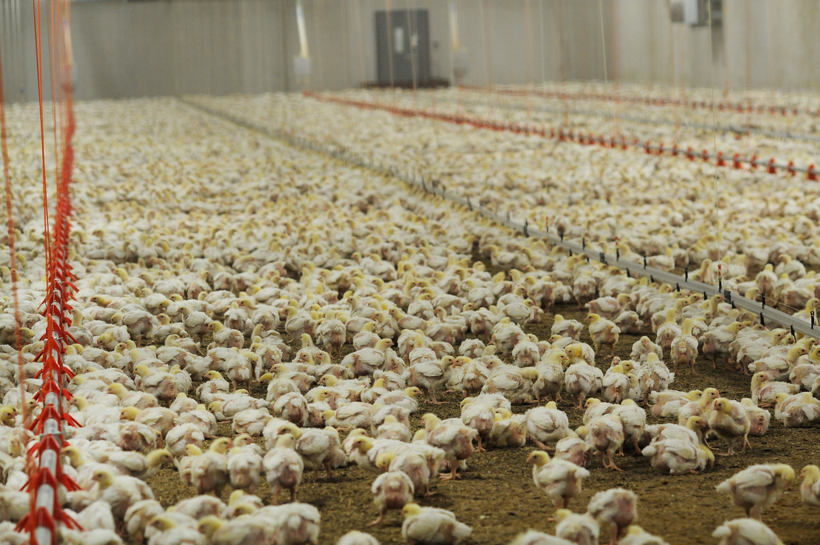 inn  mImage Description